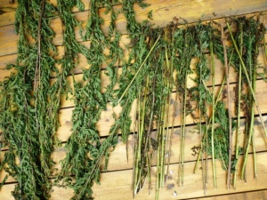 蓍草:点击看原图 蓍草