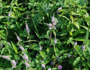 水珍珠菜:点击看原图 水珍珠菜