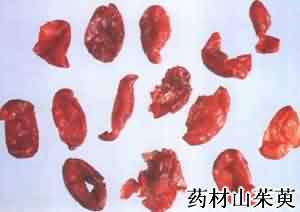 山茱萸:点击看原图 山茱萸