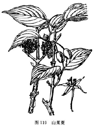 山茱萸:点击看原图 山茱萸