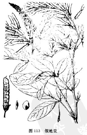 山花生:点击看原图 山花生