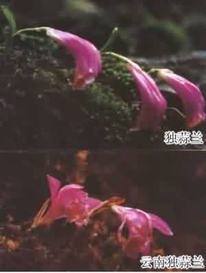 山慈菇:点击看原图 山慈菇