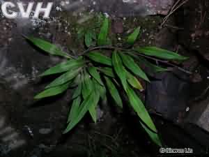 射鸡尾:点击看原图 射鸡尾