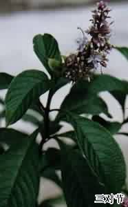 三对节:点击看原图 三对节