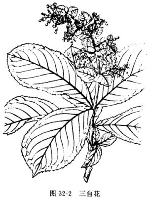 三对节:点击看原图 三对节
