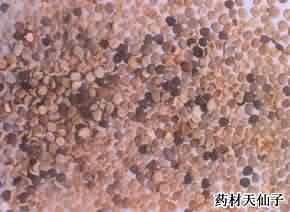 天仙子:点击看原图 天仙子