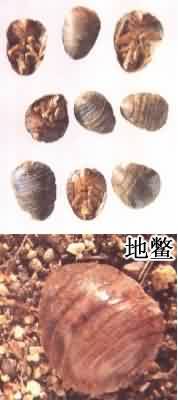 土鳖虫:点击看原图 土鳖虫