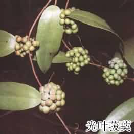 土茯苓:点击看原图 土茯苓