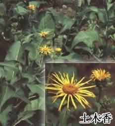 土木香:点击看原图 土木香