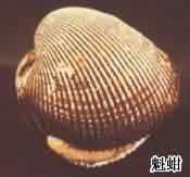 瓦楞子:点击看原图 瓦楞子