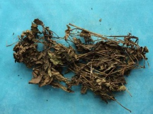 乌蔹莓:点击看原图 乌蔹莓