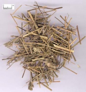 香薷:点击看原图 香薷