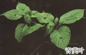 小通草:点击看原图 小通草