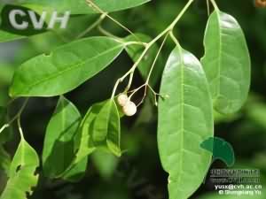 小发散:点击看原图 小发散