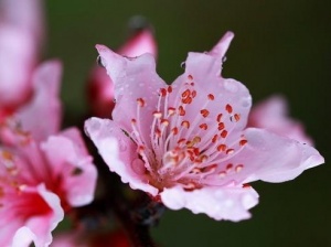 阳桃花:点击看原图 阳桃花