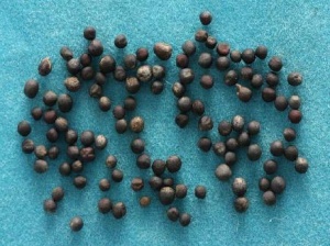 芸苔子:点击看原图 芸苔子