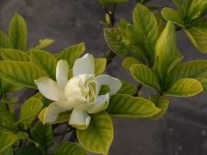 栀子花根:点击看原图 栀子花根