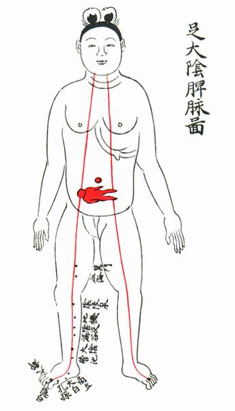 足太阴脾脉图