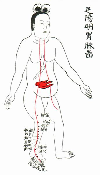 足阳明胃脉