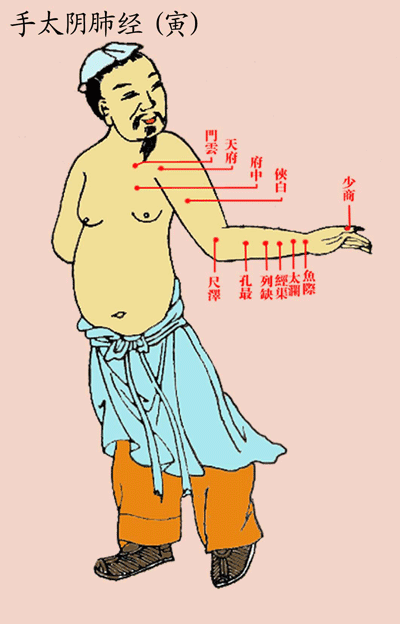 手太阴肺经(寅)
