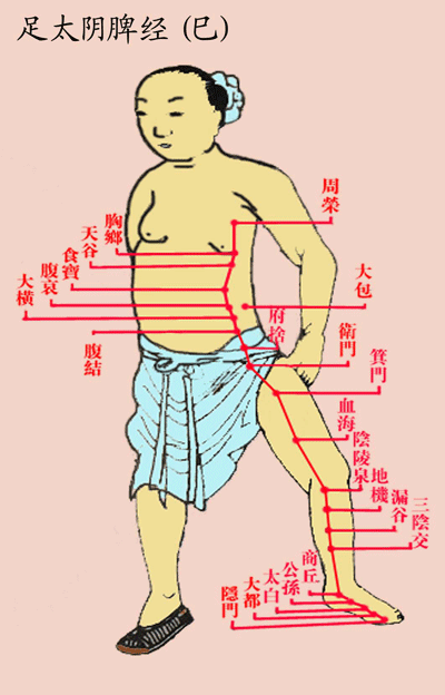 足太阴脾经(巳)