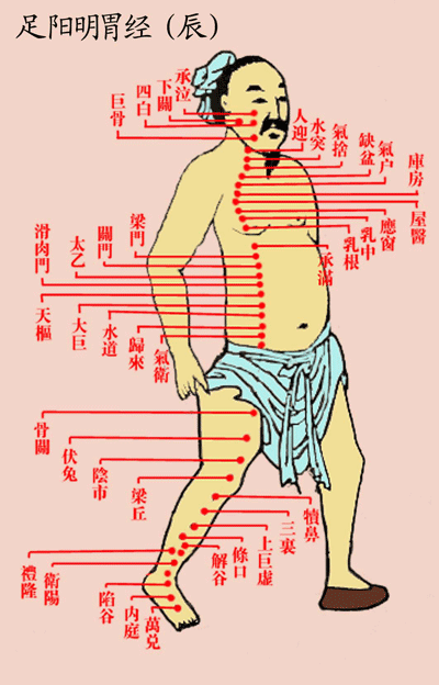 足阳明胃经