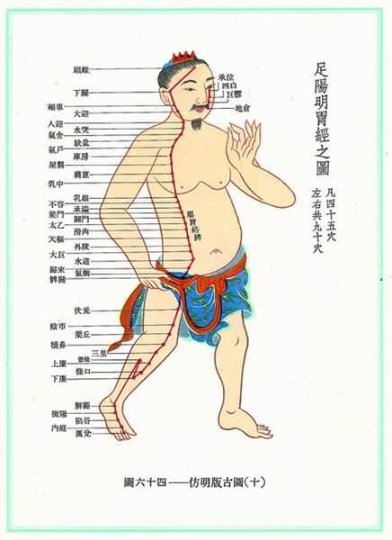 足阳明胃经