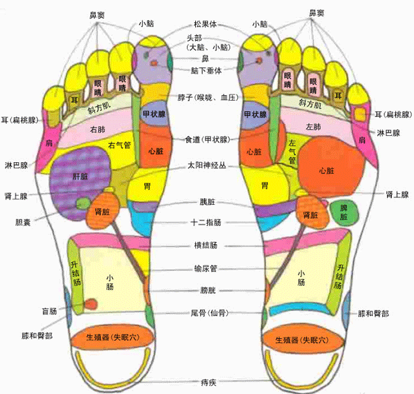 足部穴位图