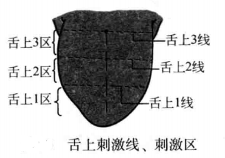 舌上刺激线、刺激区
