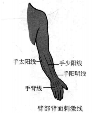 臂部背面刺激线