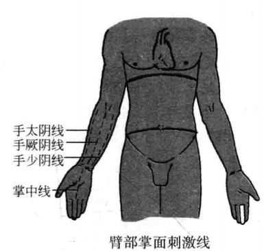 臂部掌面刺激线
