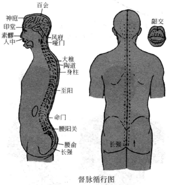 督脉循经图