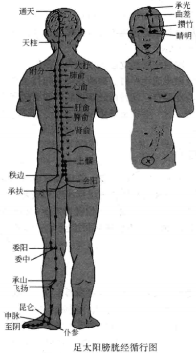 足太阳膀胱经循经图