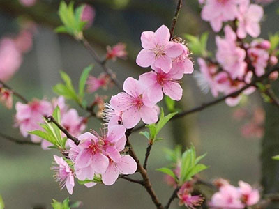 桃花