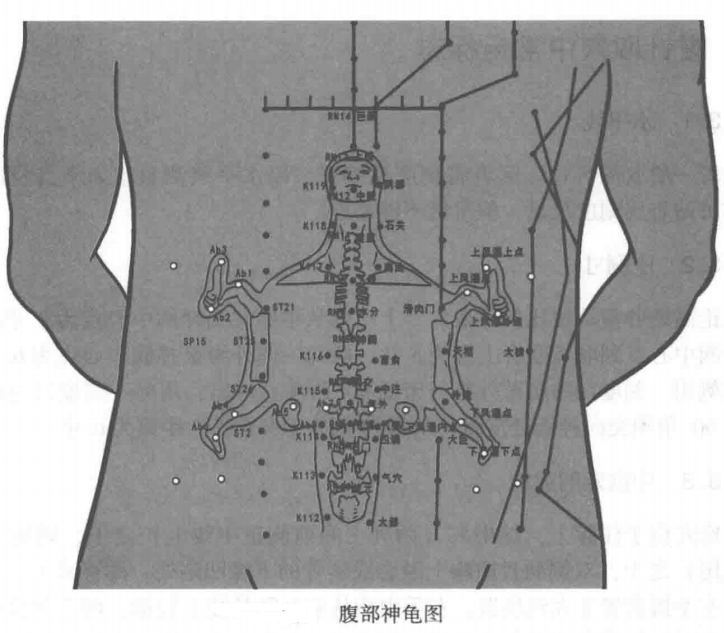 腹部神龟图