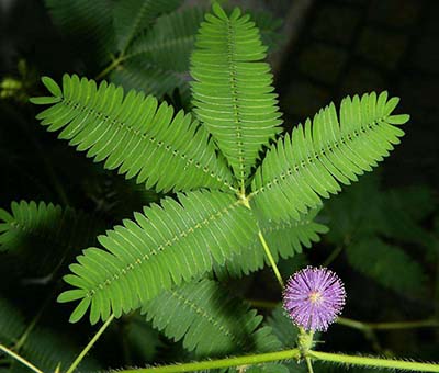含羞草