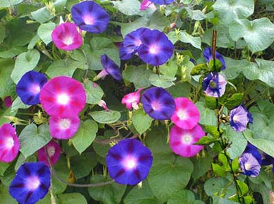 牵牛花