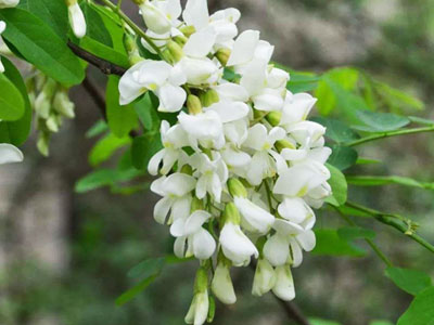 槐花