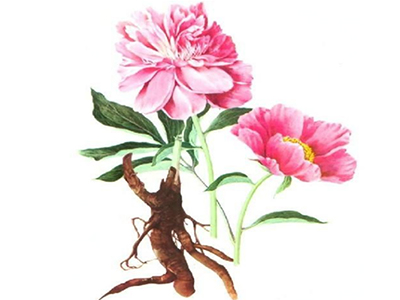 赤芍