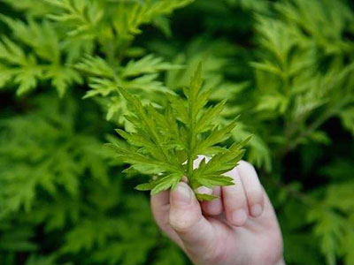 艾草