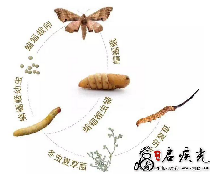 吟虫草