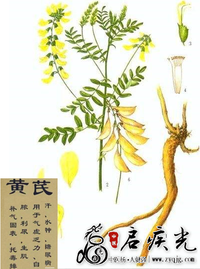 黄芪（耆）的典故